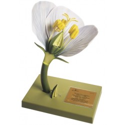 Model Niet-Verenigd Bloemdek van een Bedektzadige Bloem, 11-delig