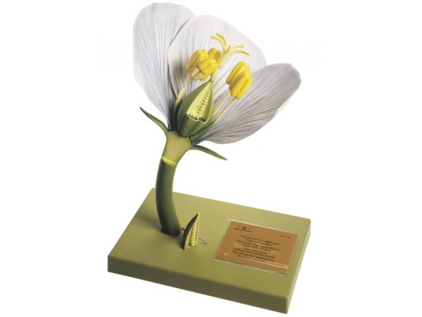 Model Niet-Verenigd Bloemdek van een Bedektzadige Bloem, 11-delig