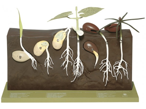 Ontkieming Model Ontkieming Model