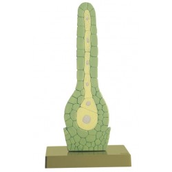 Parapluutjesmos Model, archegonium