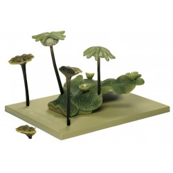 Parapluutjesmos Model, thallus