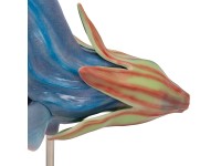 Salviabloem