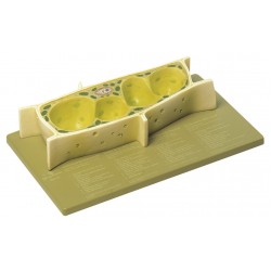 Somso Model Plantencel