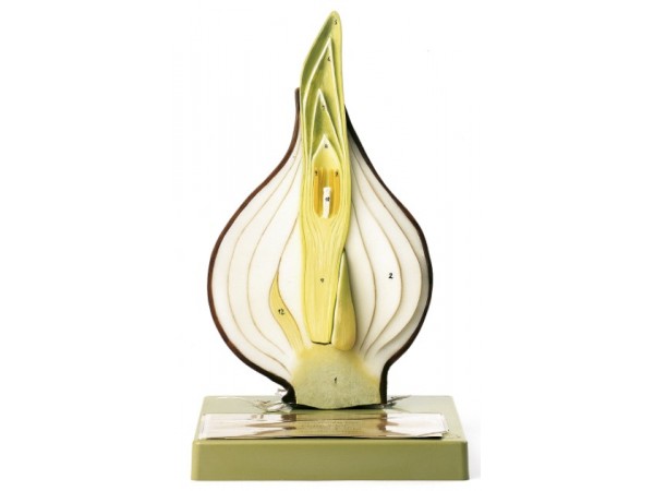 Tulpenbol Model