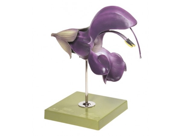 Veldsalie Model