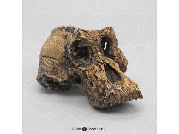 Australopithecus anamensis Schedel Model