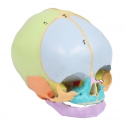 Didactische foetusschedel, 38e week