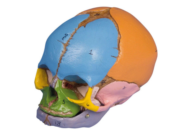 Didactische foetusschedel, 38e week