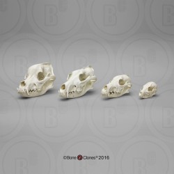 Hondachtigen Schedel Set (4 stuks)