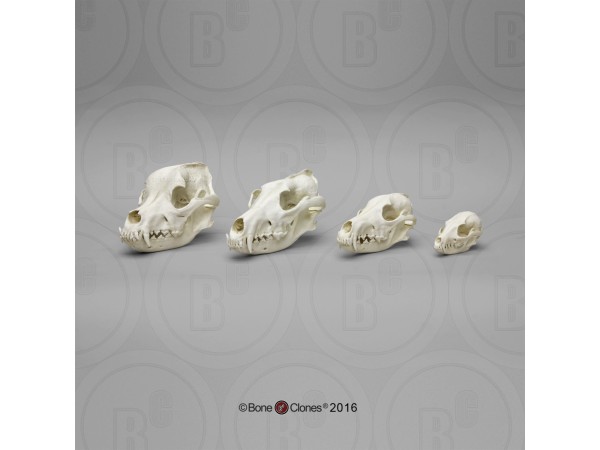 Hondachtigen Schedel Set (4 stuks) Hondachtigen Schedel Set (4 stuks)