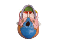 Didactische foetusschedel, 38e week