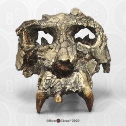 Pierolapithecus catalaunicus Schedel Model Pierolapithecus catalaunicus Schedel Model
