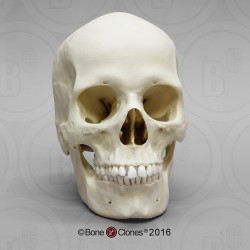 Schedelmodel Europese Vrouw