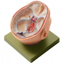 Anatomisch Model Schedelbasis