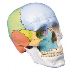 Didactisch Schedelmodel, 3-delig Didactisch Schedelmodel, 3-delig