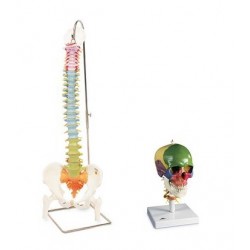 Didactische Schedel en Wervelkolom Modellen Set