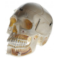 Geavanceerde demonstratie schedel Somso