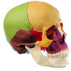 Gekleurd Schedelmodel, 14-delig Gekleurd Schedelmodel, 14-delig