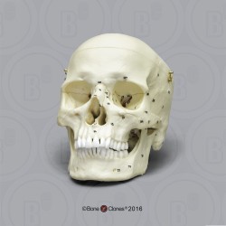 Genummerd Schedelmodel Europese Man