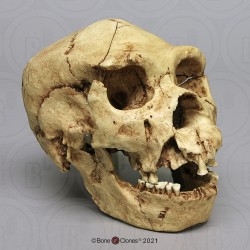 Homo heidelbergensis Schedel Model Homo heidelbergensis Schedel Model