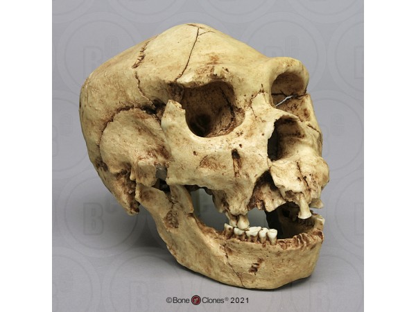 Homo heidelbergensis Schedel Model