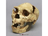 Homo heidelbergensis Schedel Model