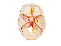 Neurovasculaire Schedel met Hersenen