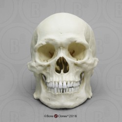 Robuust Schedelmodel Aziatische Man Robuust Schedelmodel Aziatische Man