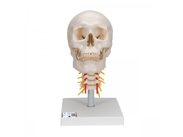 Schedel op cervicale wervelkolom