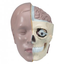Schedelmodel, 2-delig