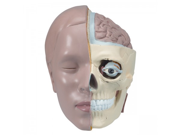 Schedelmodel, 2-delig
