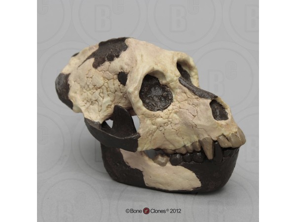 Schedelmodel Aegyptopithecus zeuxis