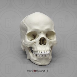 Schedelmodel Afro-Amerikaanse Man