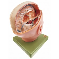 Schedelmodel Dura Mater