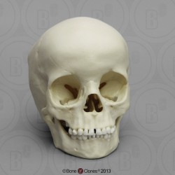 Schedelmodel Kind, 5 jaar