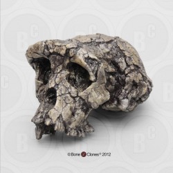 Schedelmodel Sahelanthropus tchadensis Schedelmodel Sahelanthropus tchadensis