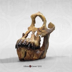 Schedelmodel Sivapithecus indicus Schedelmodel Sivapithecus indicus