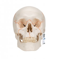 Schedelmodel met Suturen, 3-delig