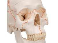 Schedelmodel met Suturen, 3-delig