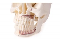 Schedelmodel voor Tandheelkunde en Kaakchirurgie, 4-delig