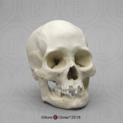 Schedelmodel Vrouwelijke Amerikaanse Indiaan