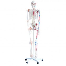 Levensgroot Menselijk Skelet Model met Ligamenten en Spieraanhechtingen