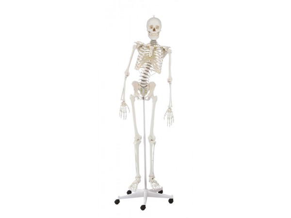 Skelet flex wervelkolom & beweegbare schouderbladen