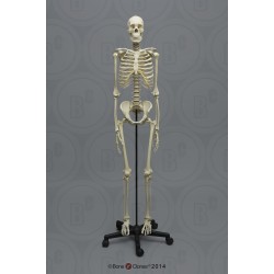 Academisch Skelet model, Aziatisch Man