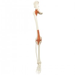 Been Skelet met Ligamenten Been Skelet met Ligamenten