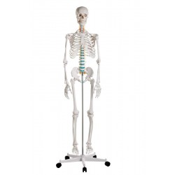 Didactisch Skeletmodel Oscar