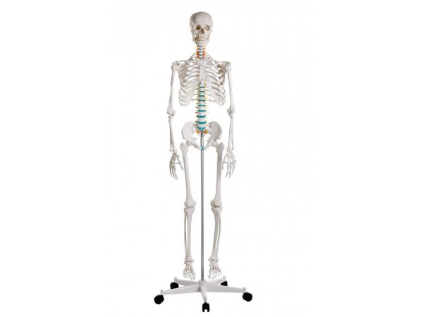 Didactisch Skeletmodel Oscar