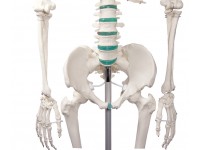 Didactisch Skeletmodel Oscar