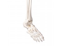 Didactisch Skeletmodel Oscar