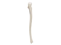 Ellepijp (ulna) model